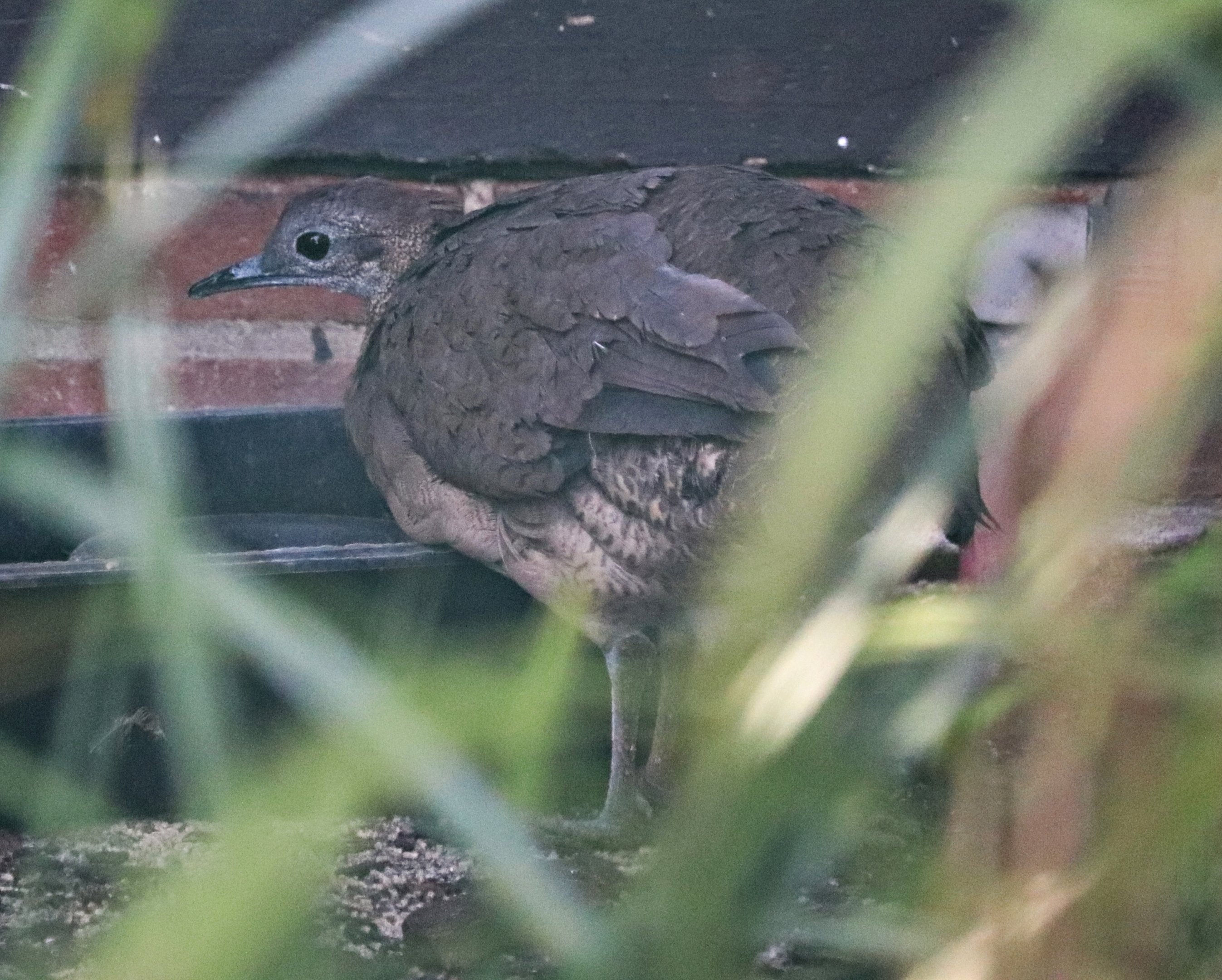 Great tinamou (Tinamus major)
