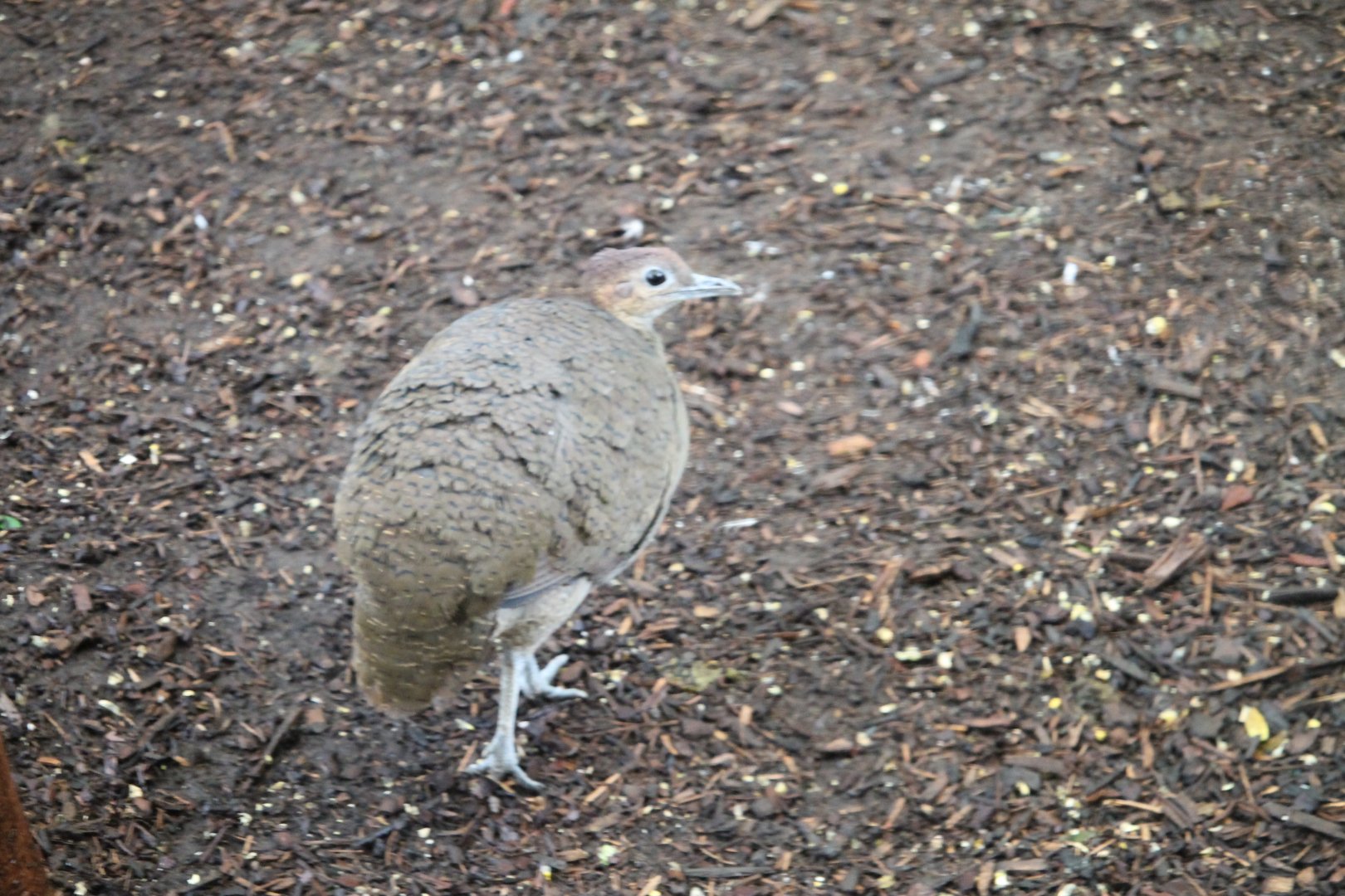 Great Tinamou (Tinamus major)