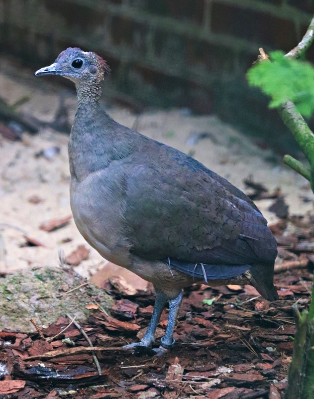 Great tinamou (Tinamus major)
