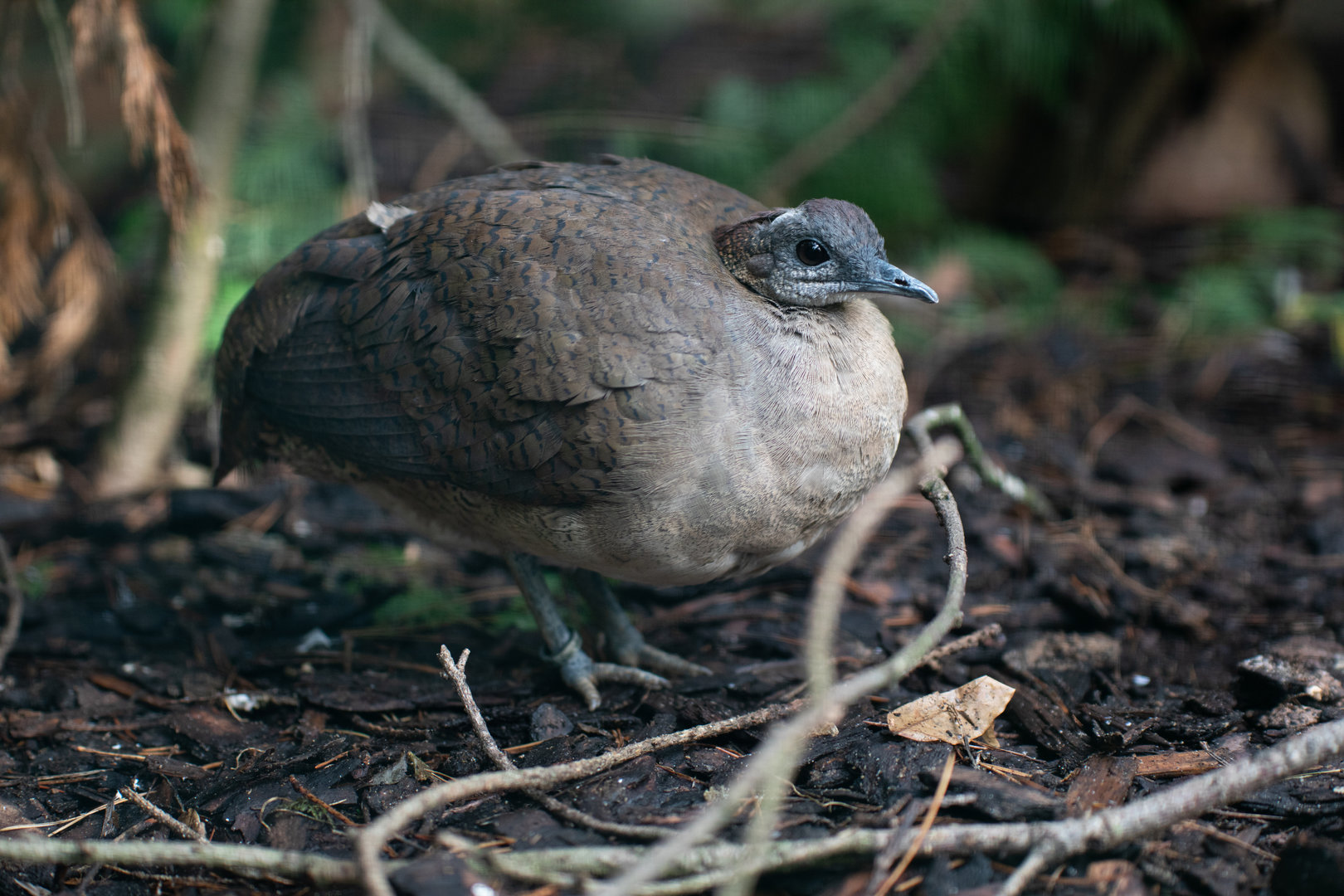 Great tinamou (Tinamus major)
