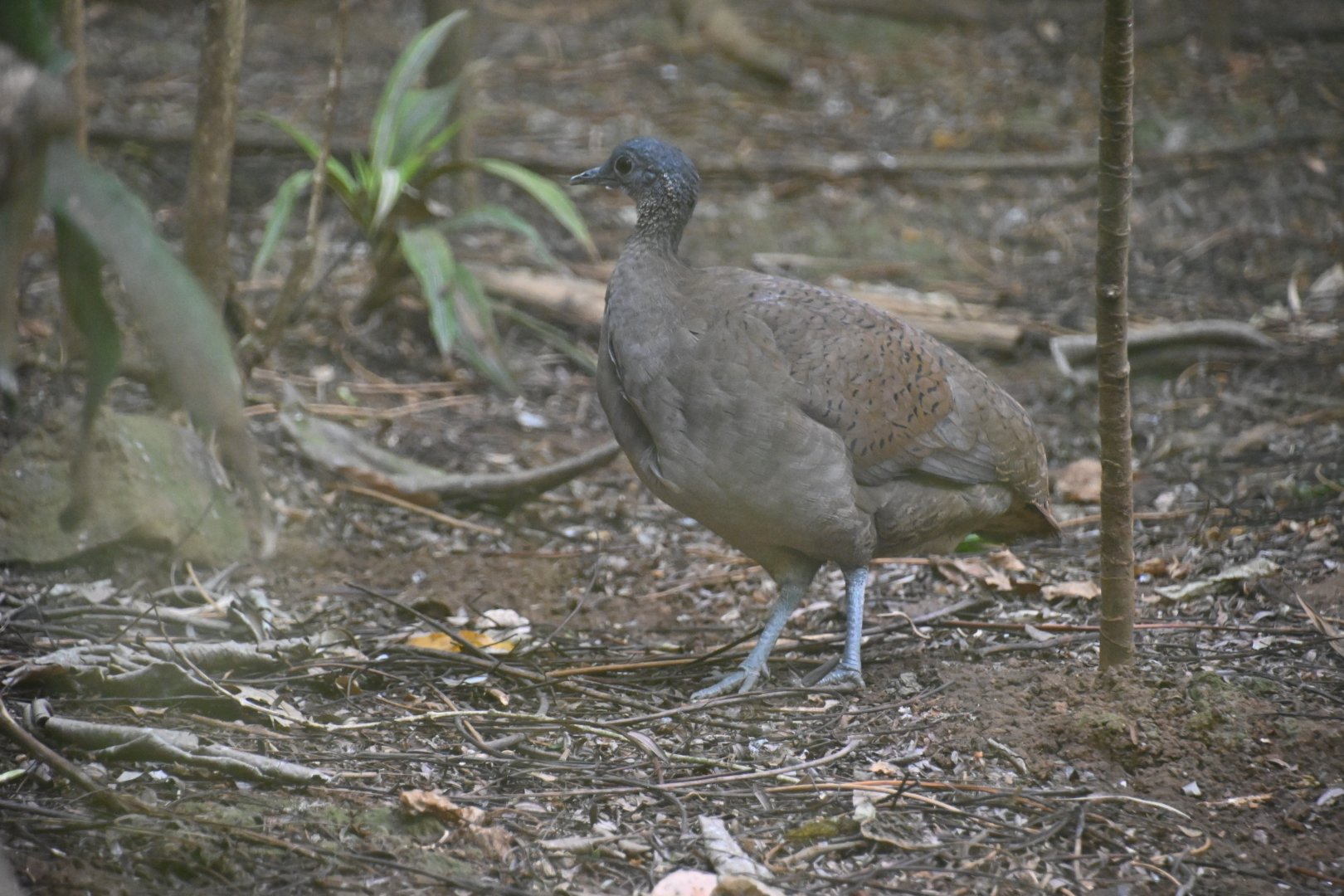 Great tinamou (Tinamus major)