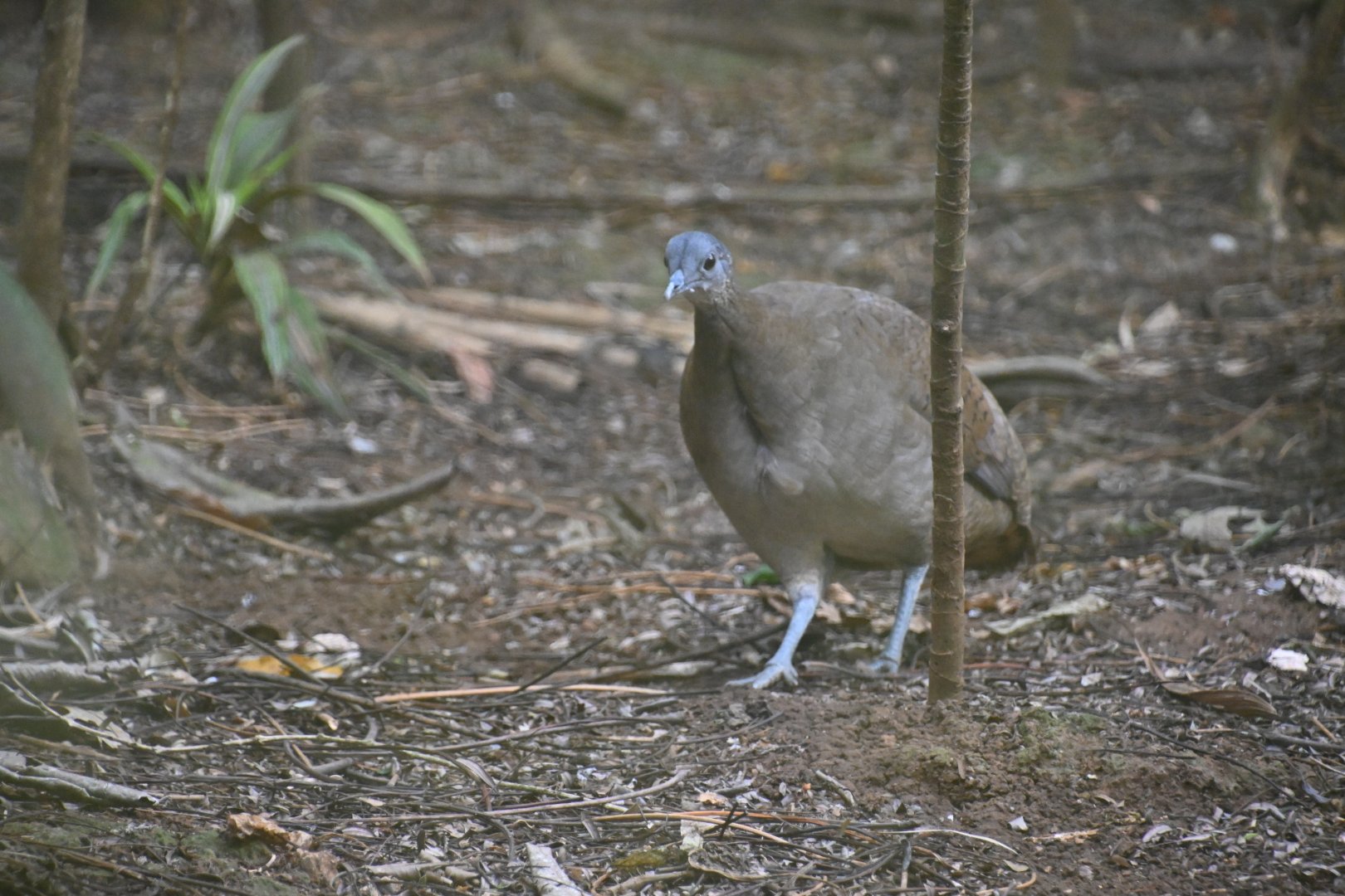 Great tinamou (Tinamus major)