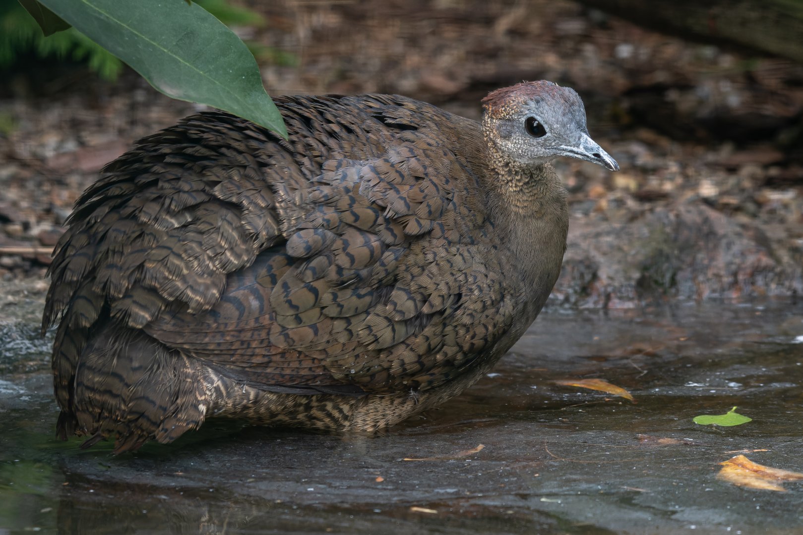 Great tinamou (Tinamus major)