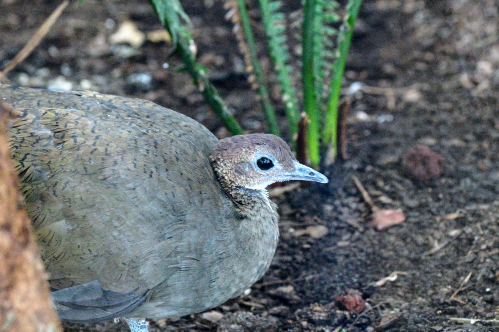 Great Tinamou