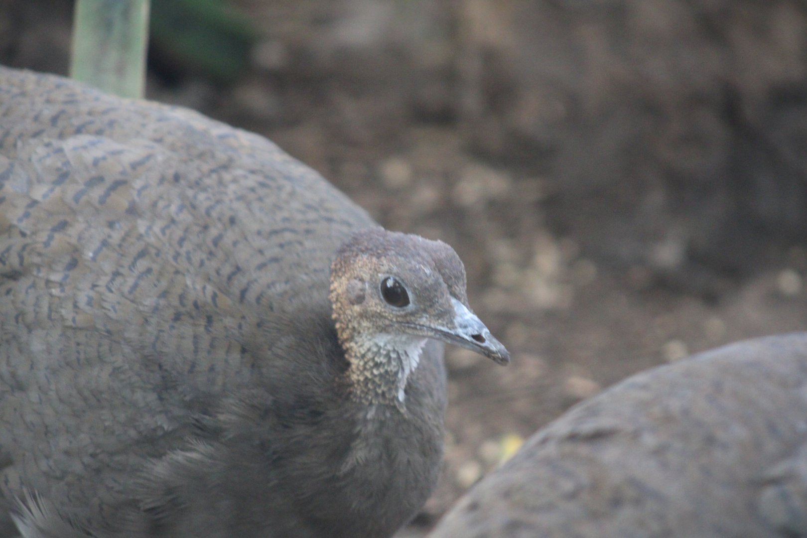 Great Tinamou