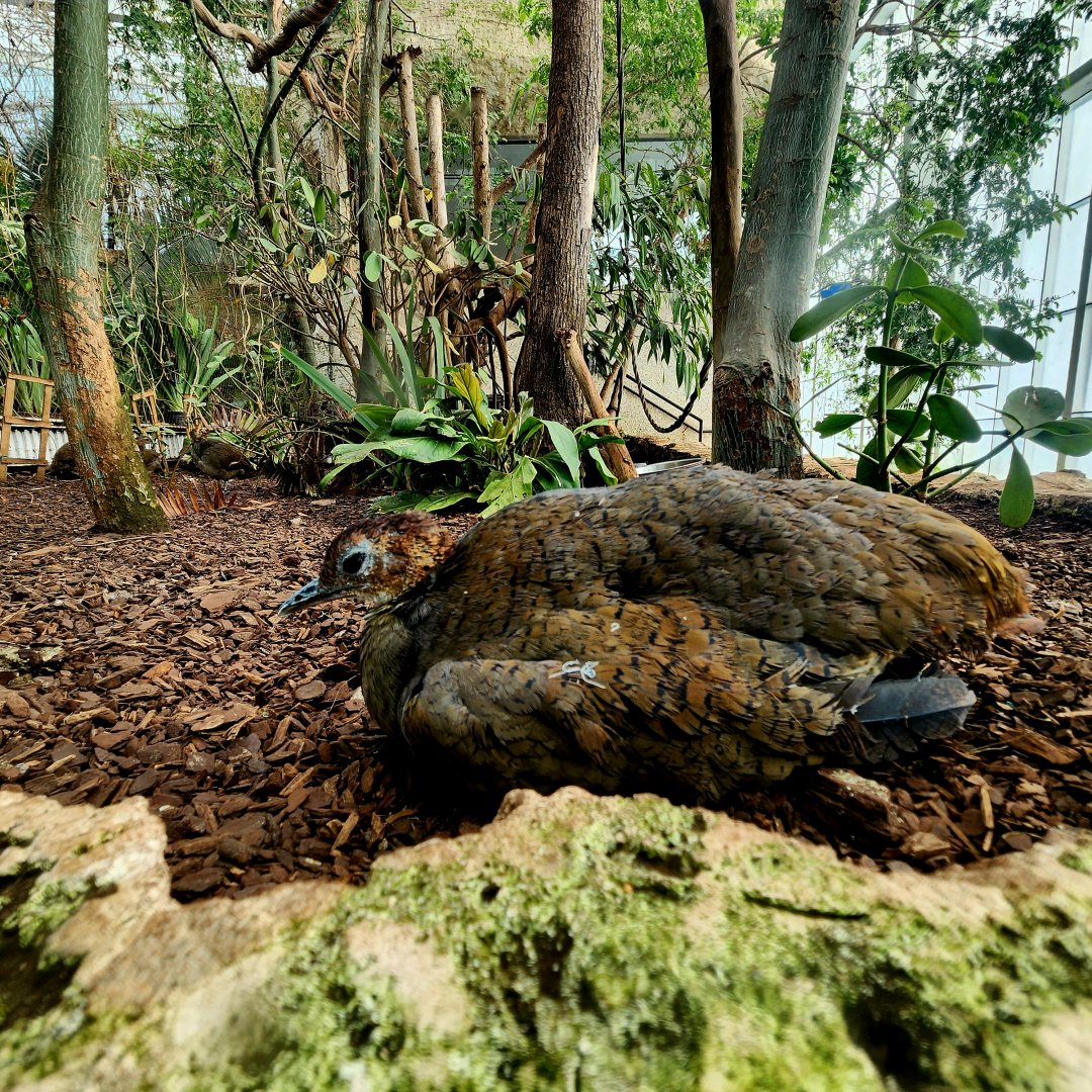 Great Tinamous (Tinamus major)