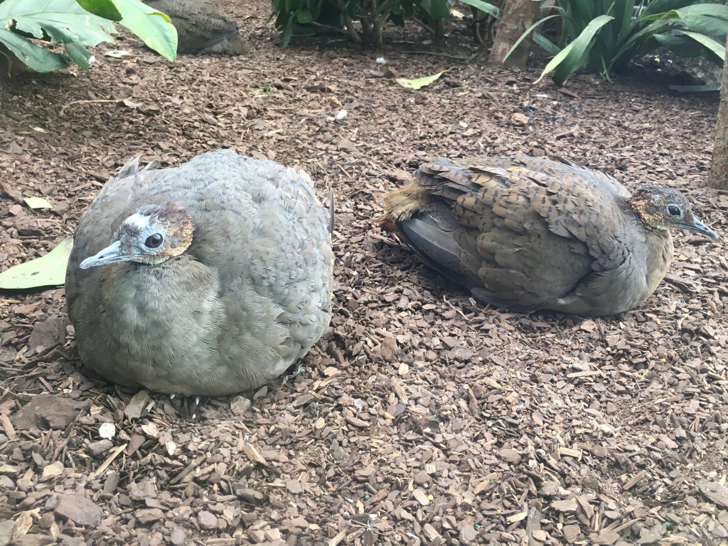 Great Tinamous (Tinamus major)