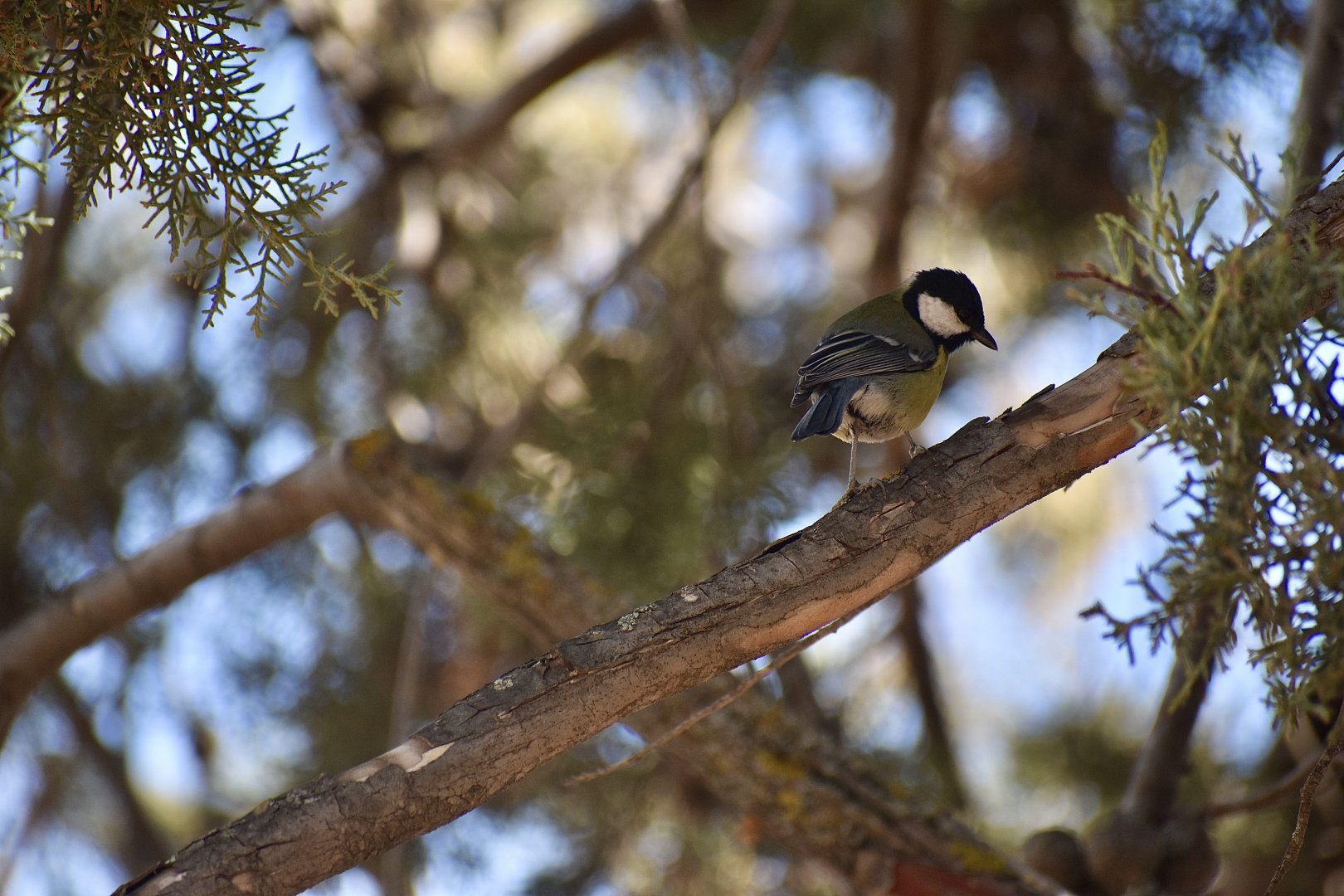 Great tit - (Ifrane)