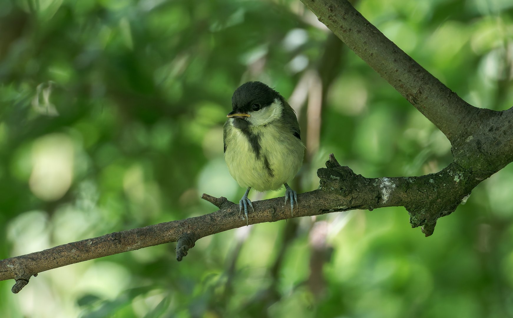 Great Tit Juvenile (wild) UK