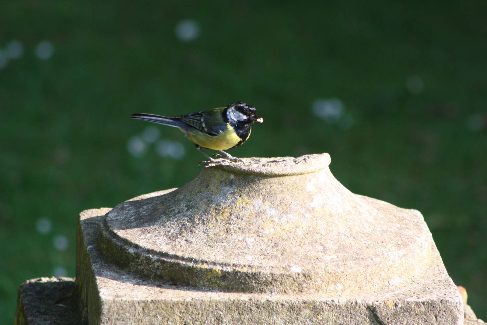 Great Tit nesting site in gardens, 1st June 2014