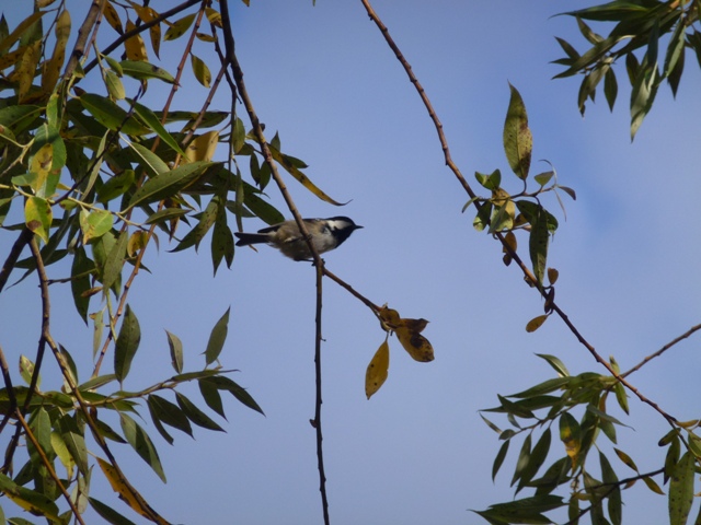 Great Tit Parus major in Koprivshtitsa 13.9.13