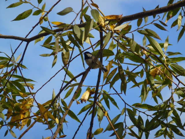 Great Tit Parus major in Koprivshtitsa 13.9.13