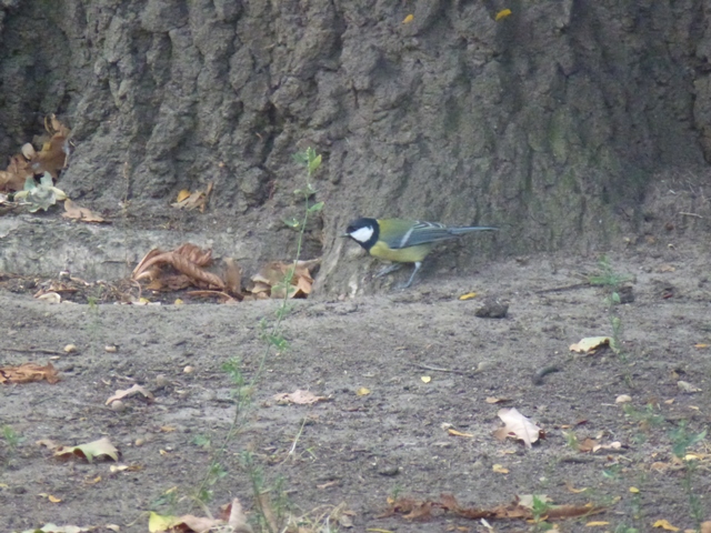 Great Tit Parus major in Sofia 19.9.13