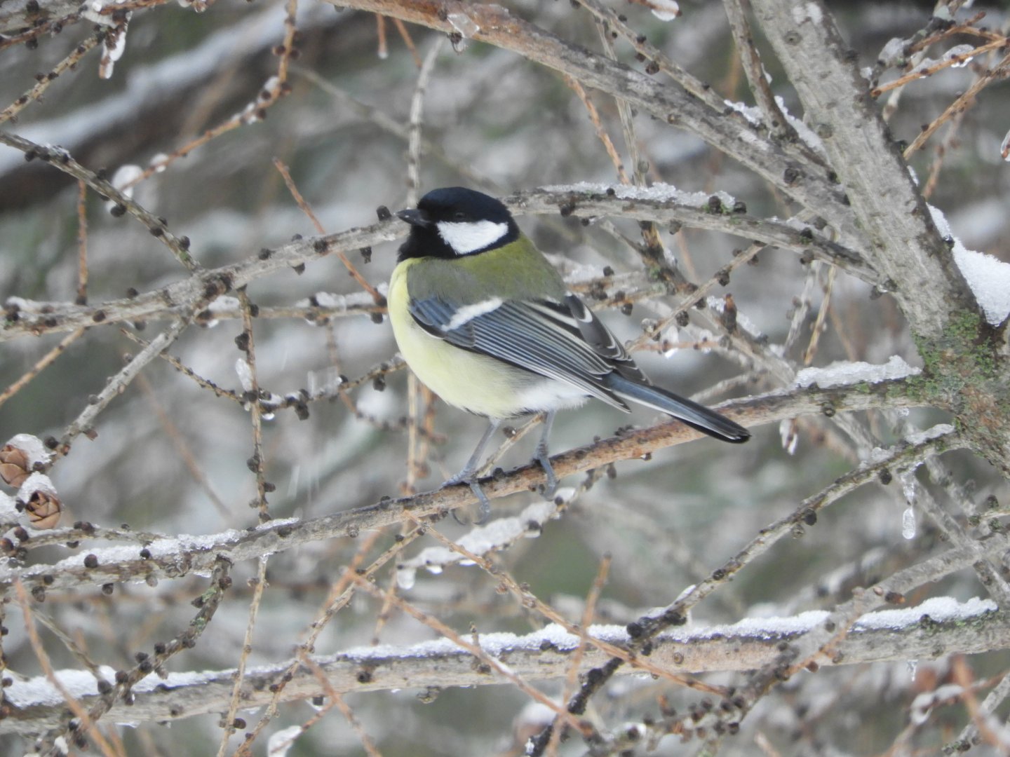 Great Tit (Parus major)