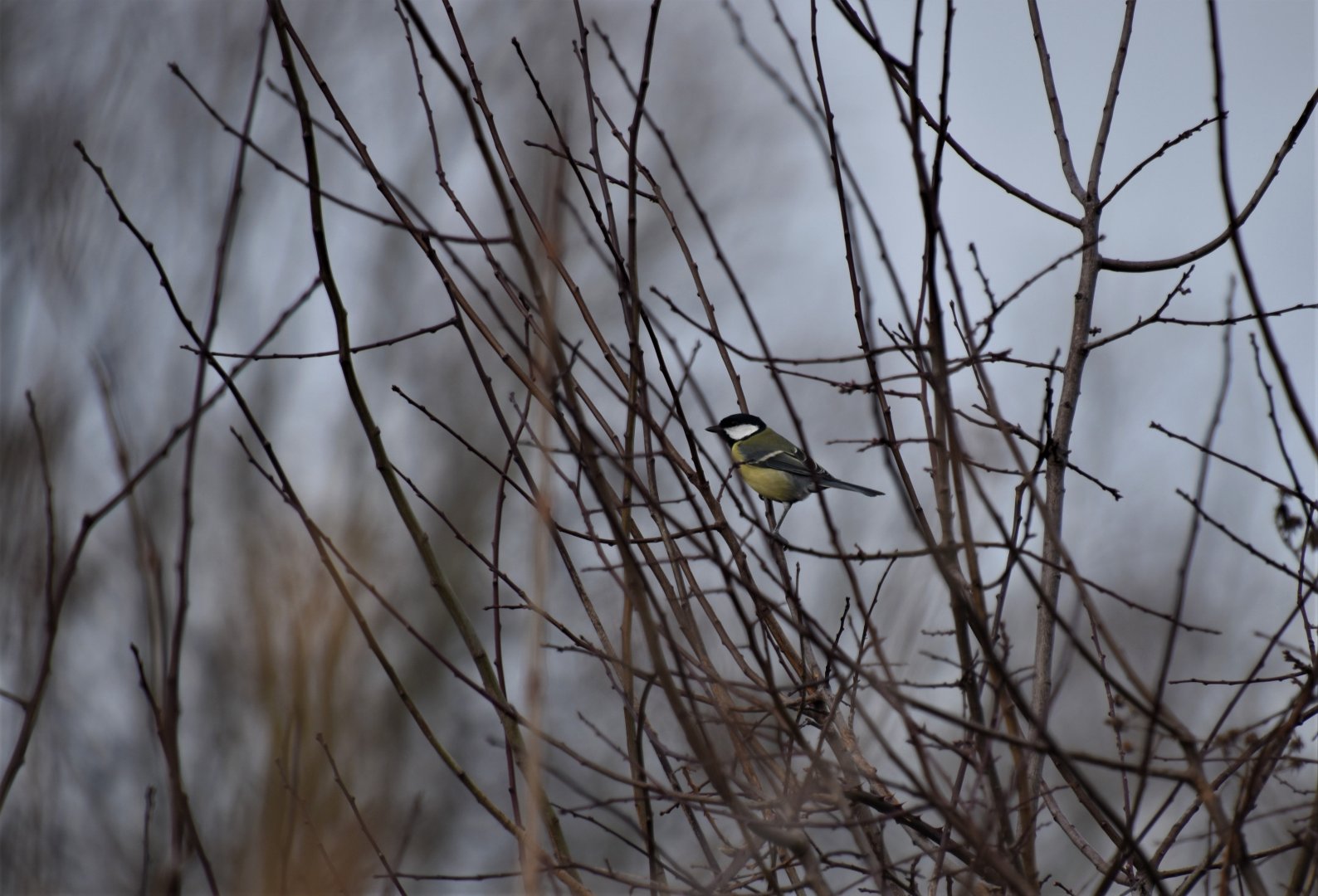 Great tit (wild)