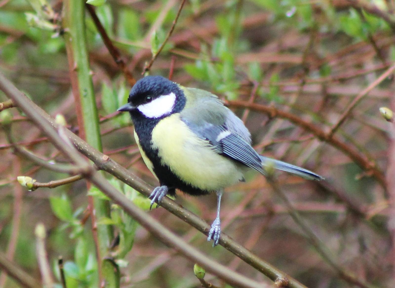great tit