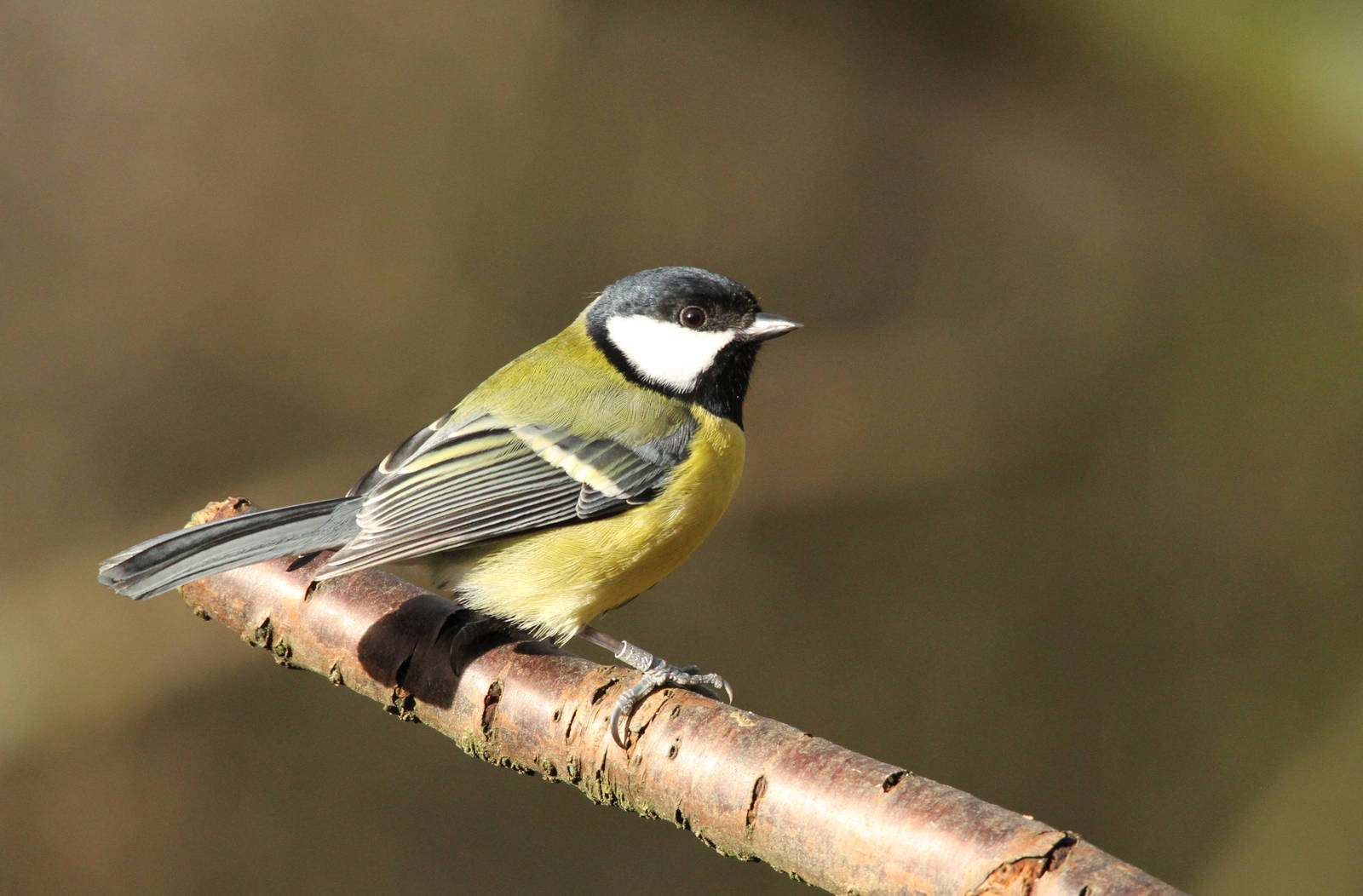 Great Tit
