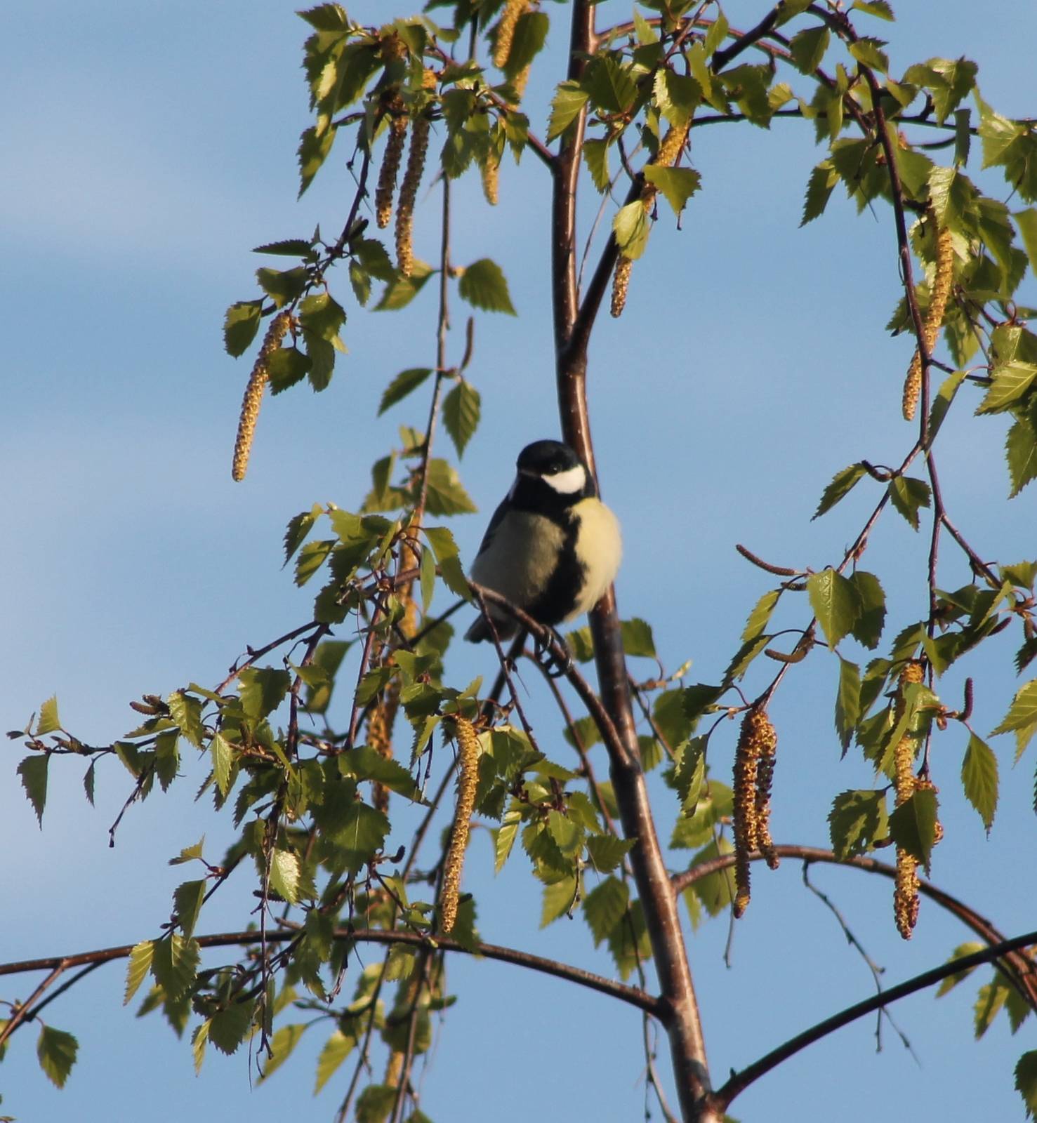 Great tit