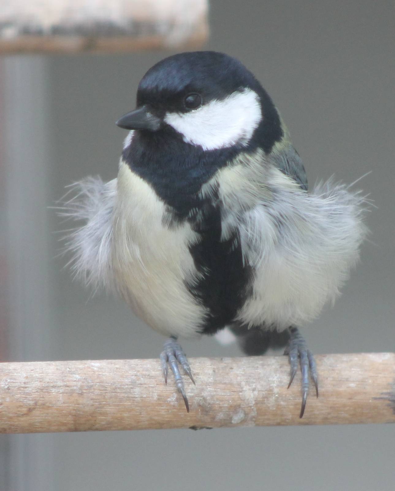 Great tit