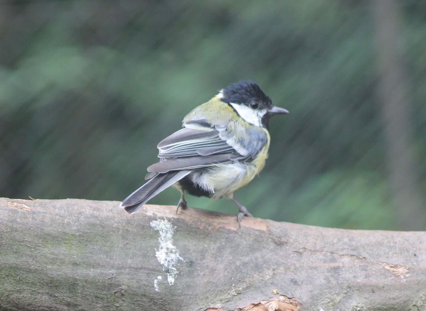 Great tit