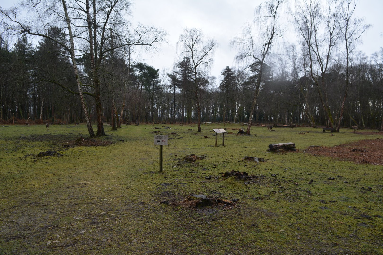 Great walkthrough enclosure for european fallow deer