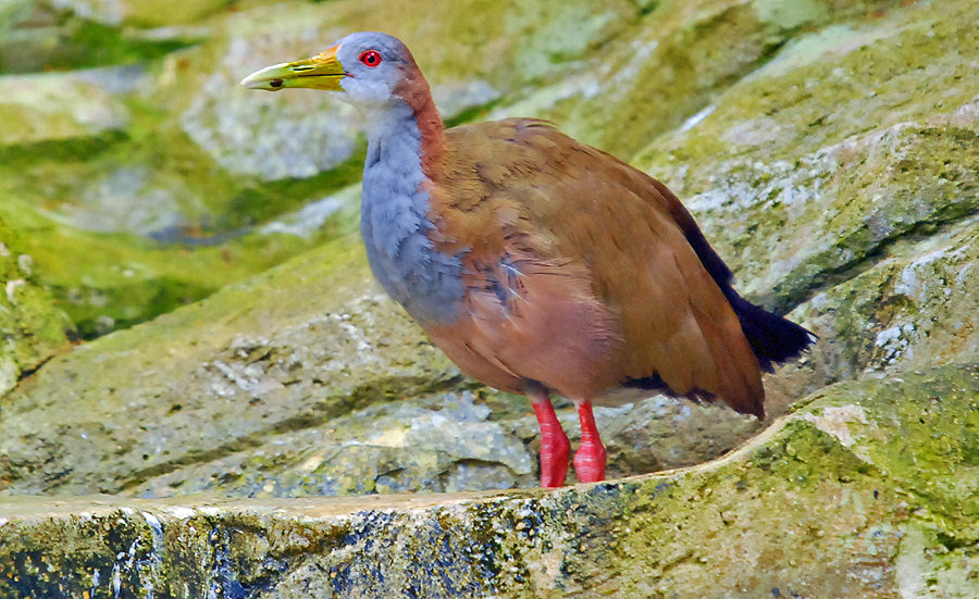 GREAT WATER RAIL