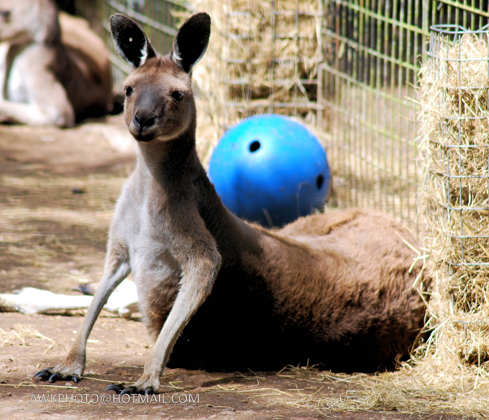 GREAT WESTERN KANGAROO