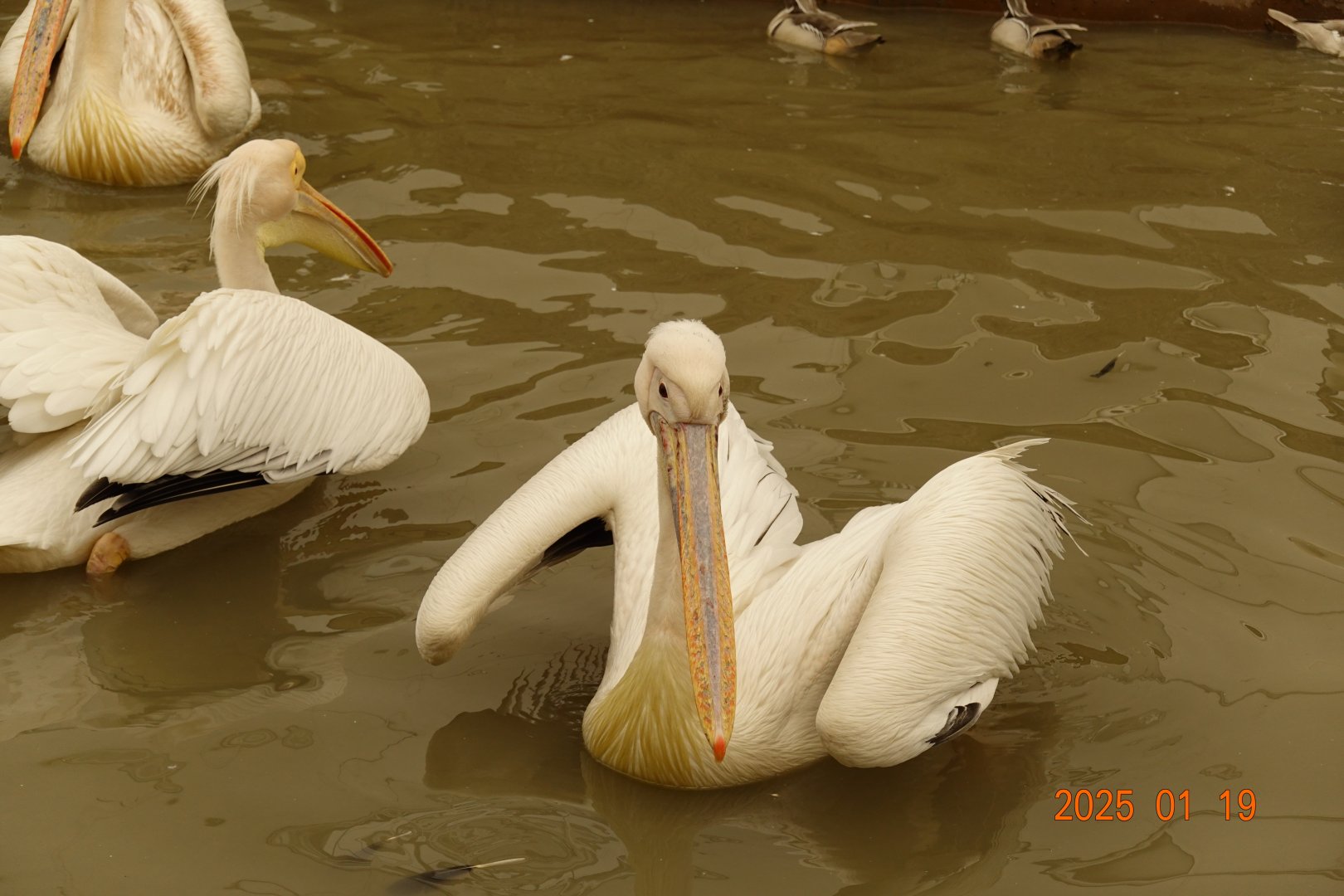 Great Whire Pelican (Pelecanus onocrotalus)
