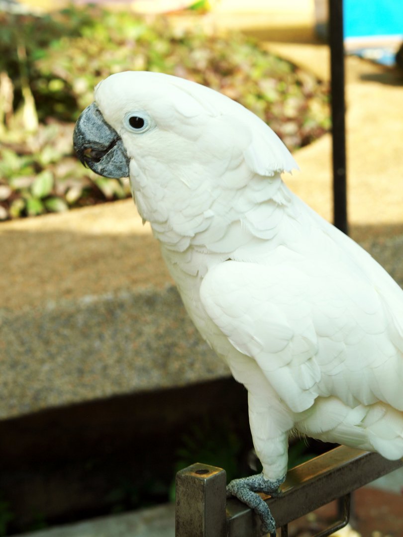 Great white cockatoo