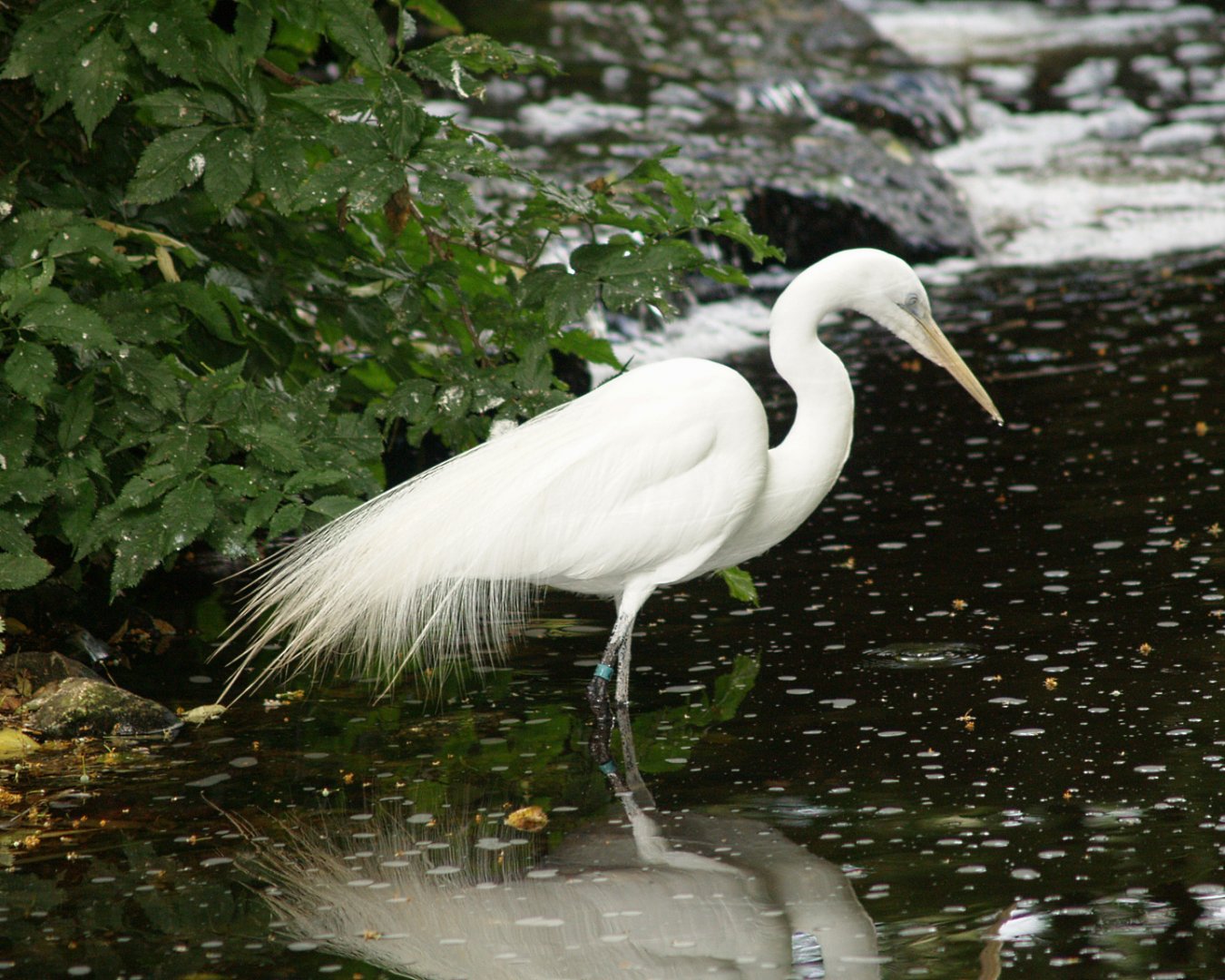 Great white egret (Ardea alba), 2006-07-08