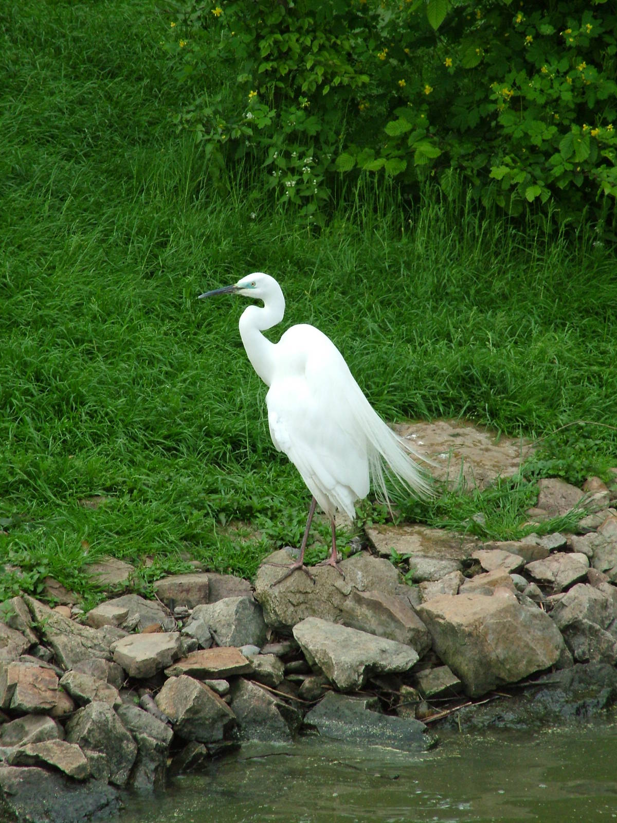 Great White Egret at Ohrada, 26/05/10