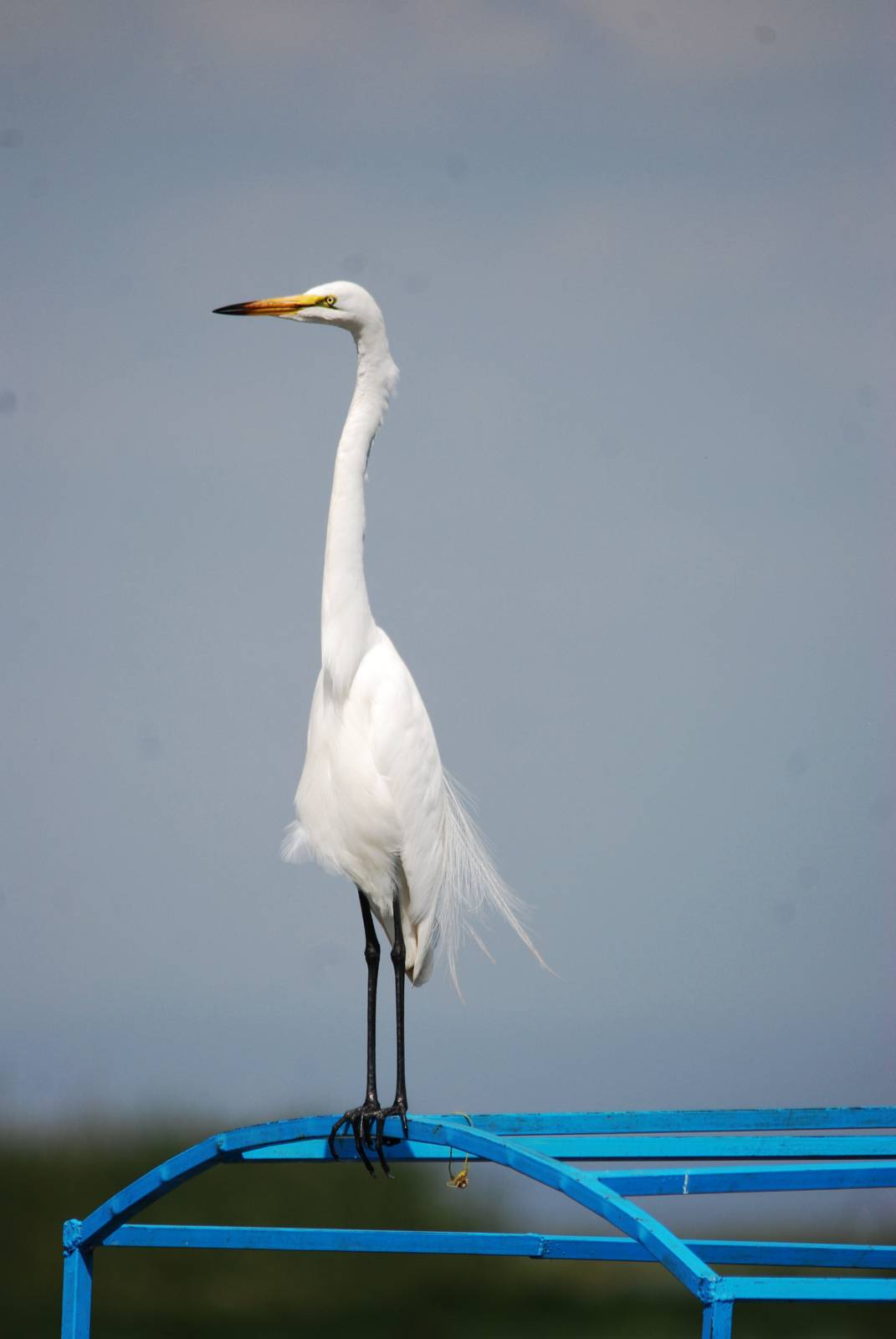 Great White Egret at Ziway, 13/10/14