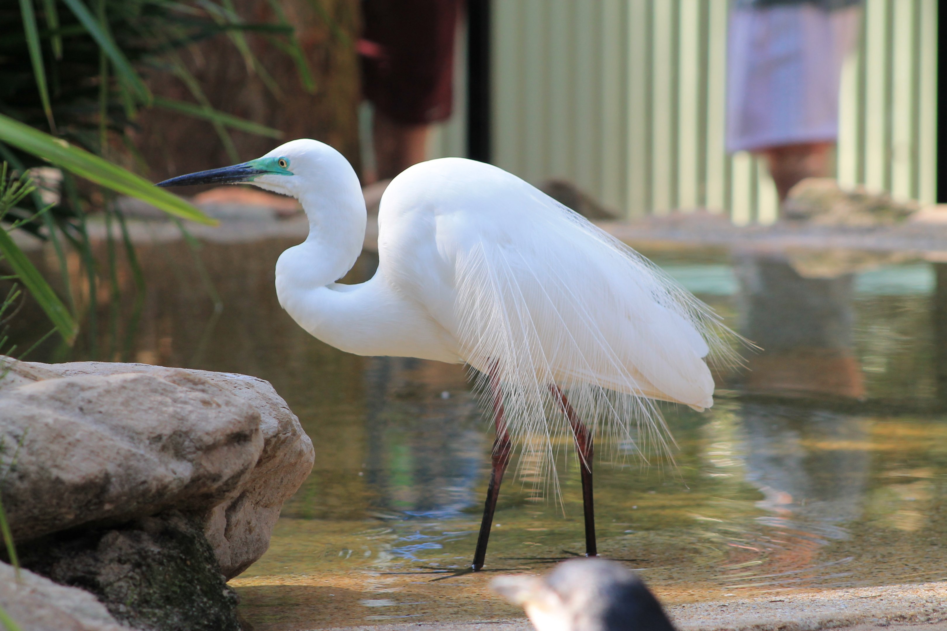 Great White Egret (Egretta alba modesta)