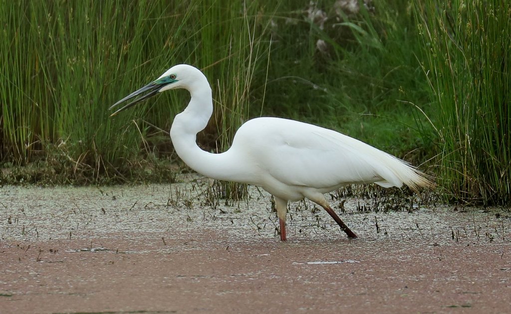 Great White Egret in breeding colours