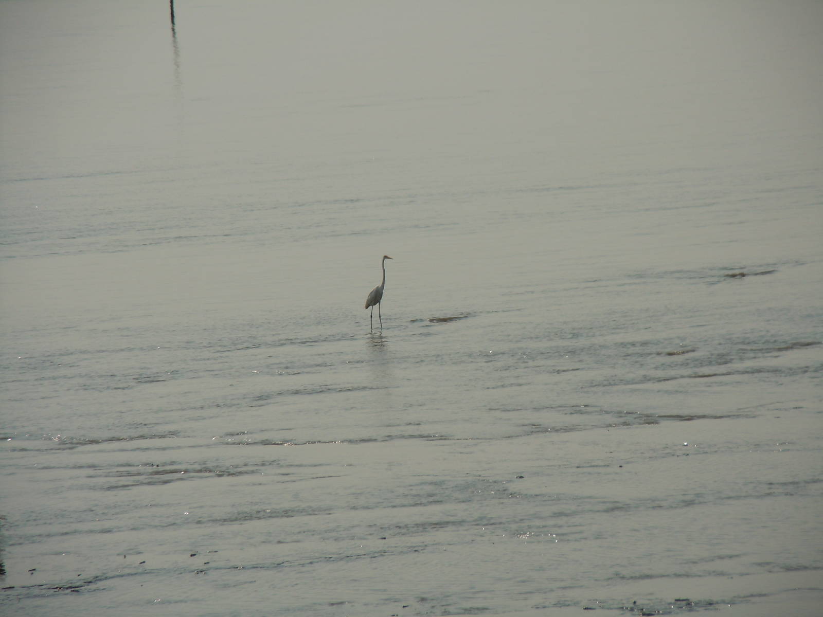 Great White Egret?