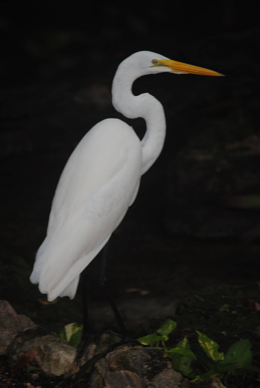 Great White Egret