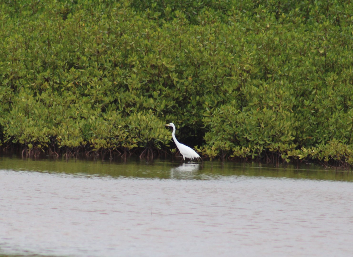 Great white egret