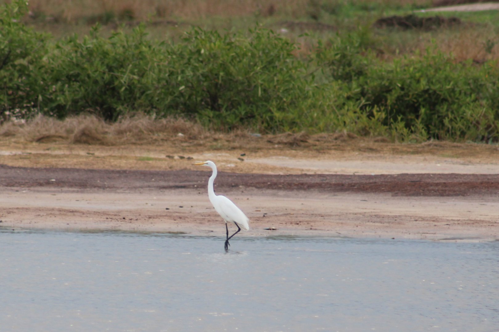Great white egret