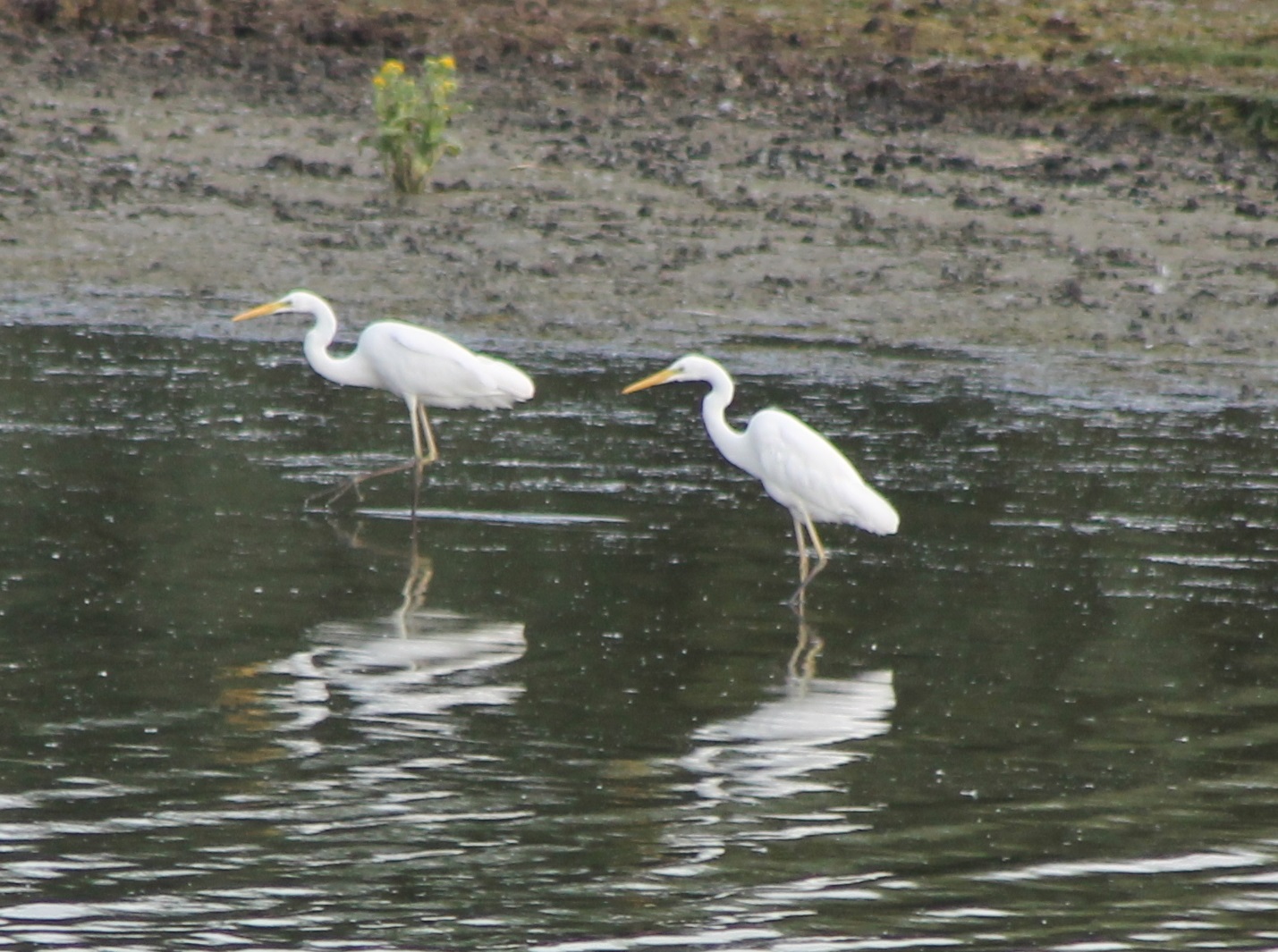 Great white egrets