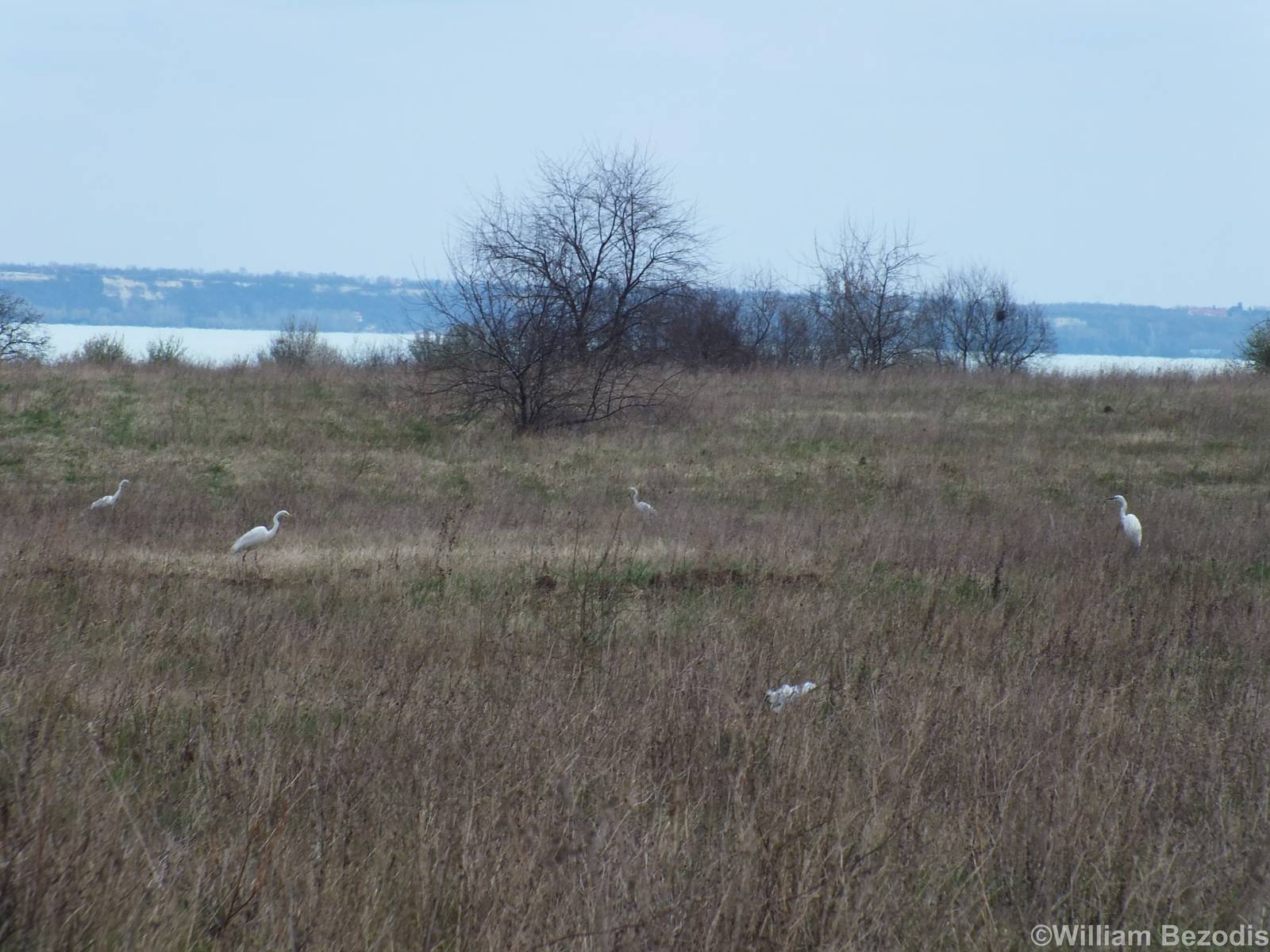 Great White Egrets