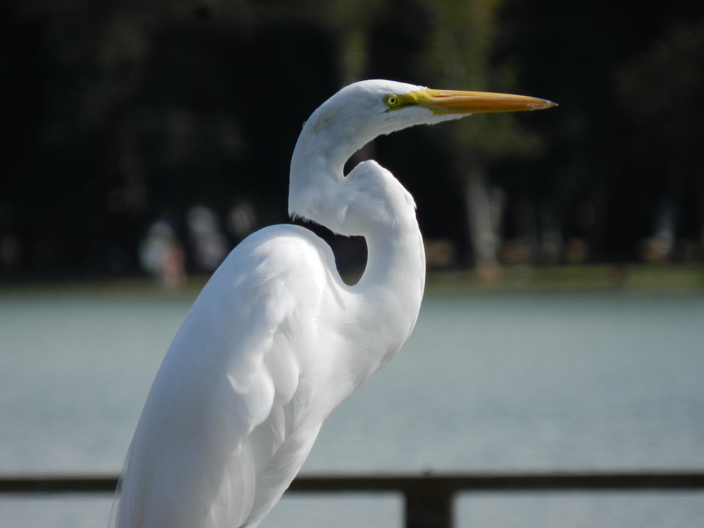 Great white heron - Lagoa Santa, MG Brazil