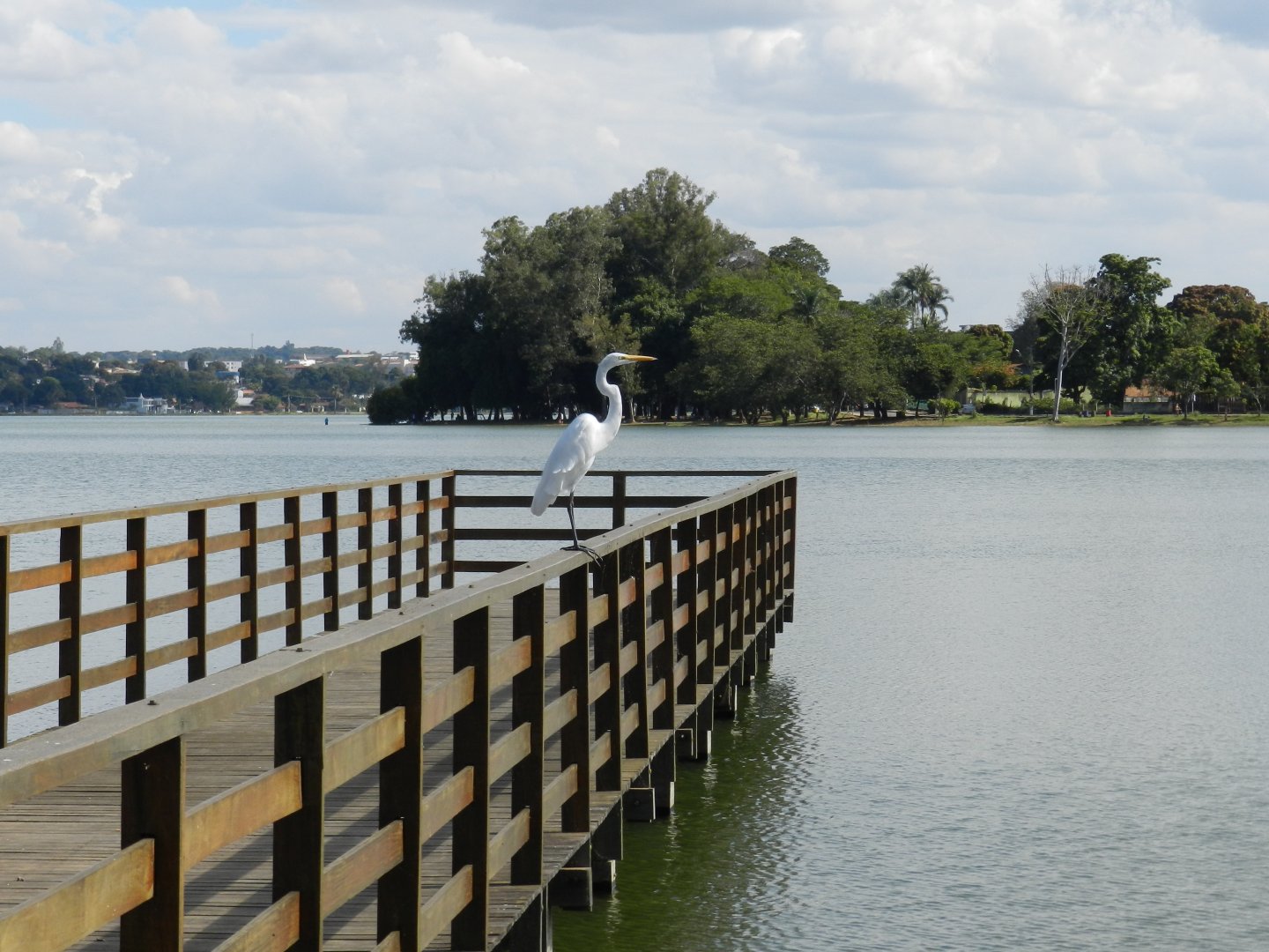Great white heron - Lagoa Santa, MG Brazil