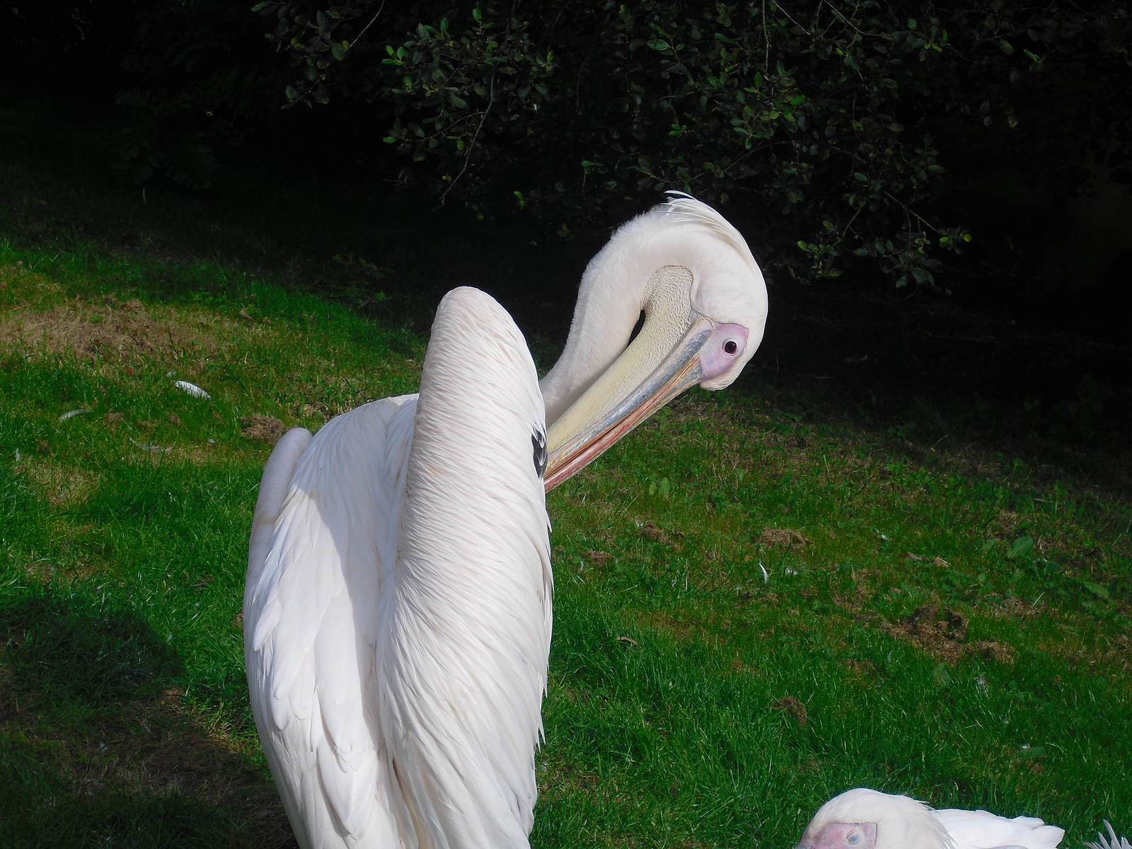 Great White Pelican - 01/10/2011