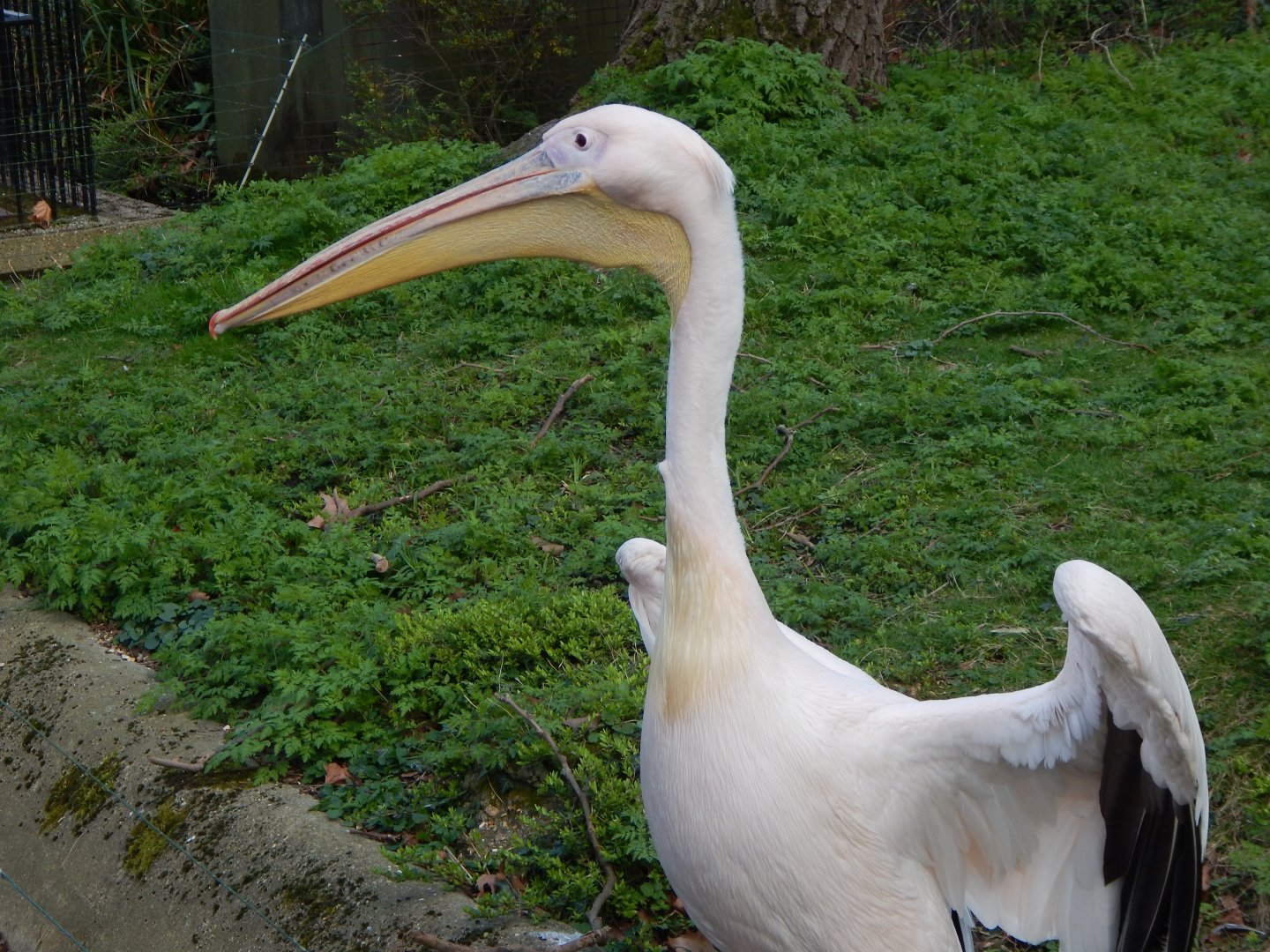 Great white pelican 180322