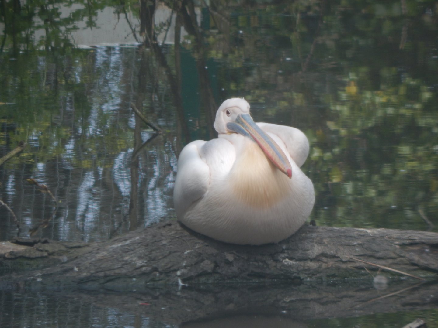 Great white pelican 240424