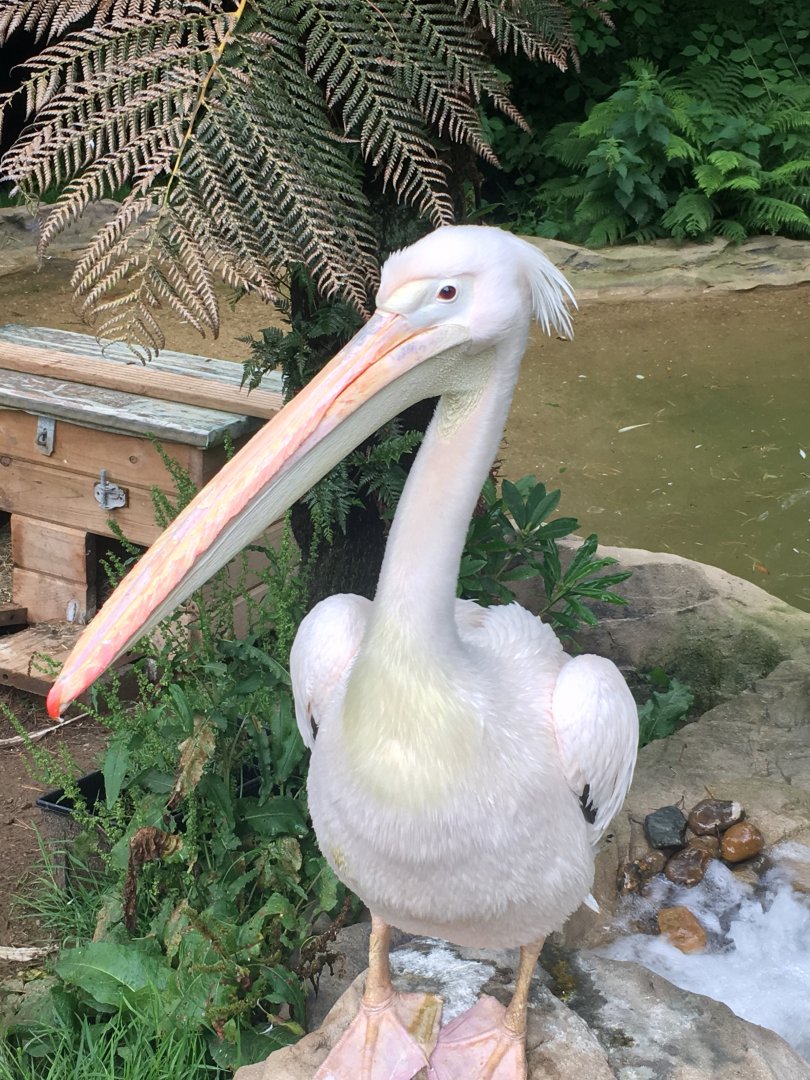 Great white pelican 300617