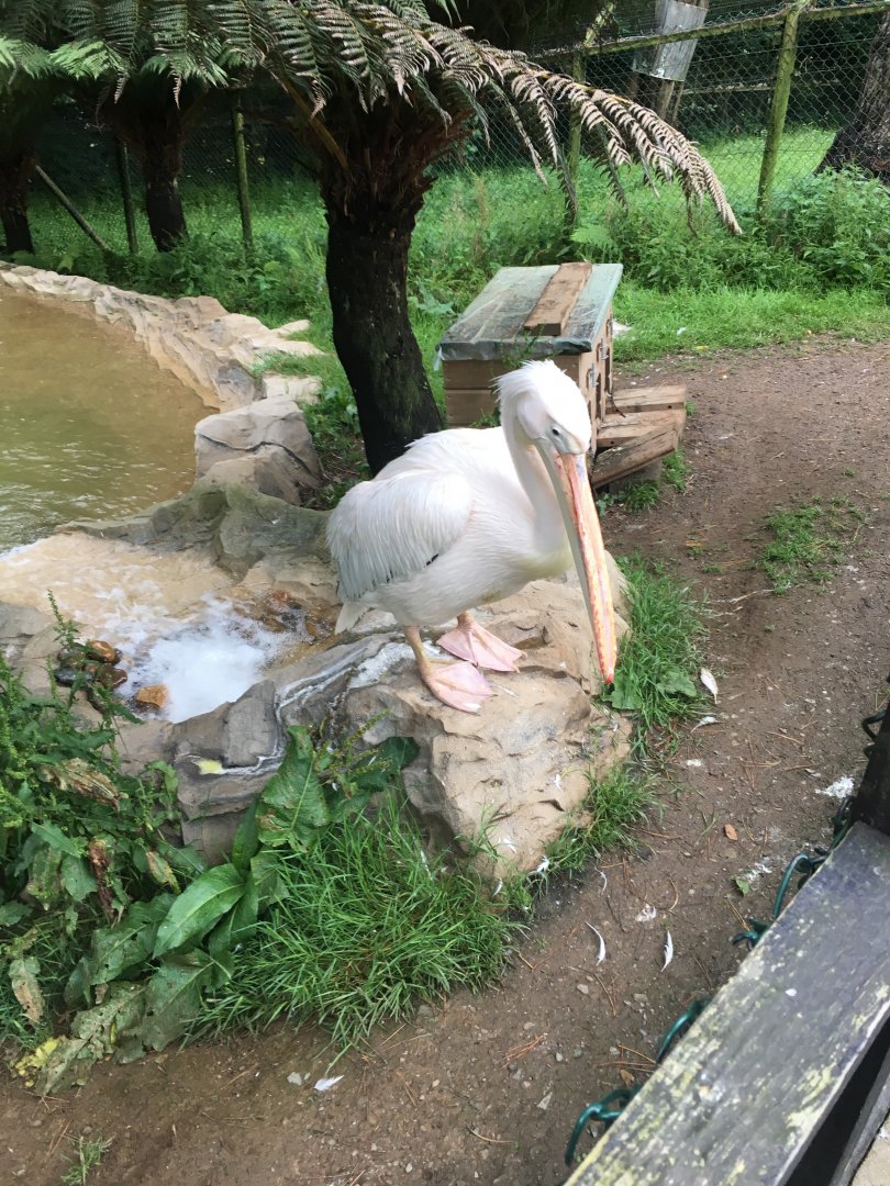 Great white pelican 300617