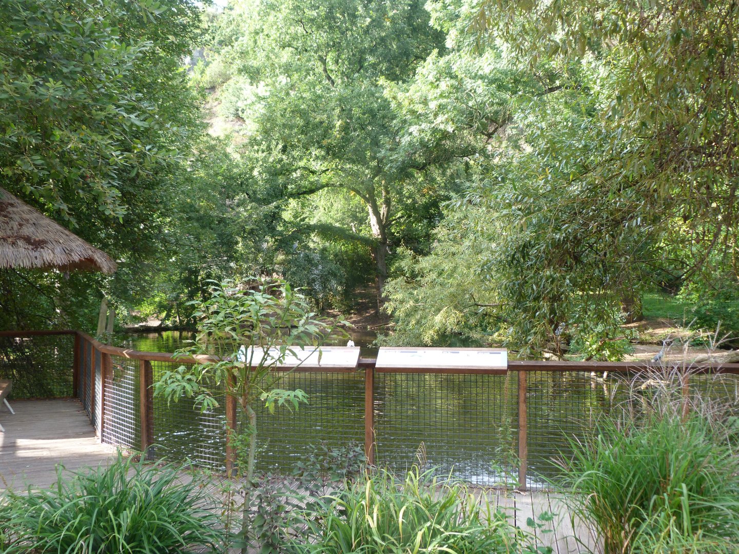 Great white pelican and Dalmatian pelican exhibit -Zoo Praha (2025)
