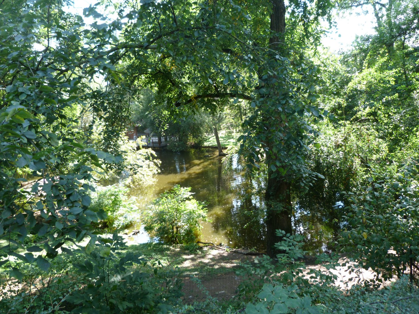 Great white pelican and Dalmatian pelican exhibit -Zoo Praha (2025)