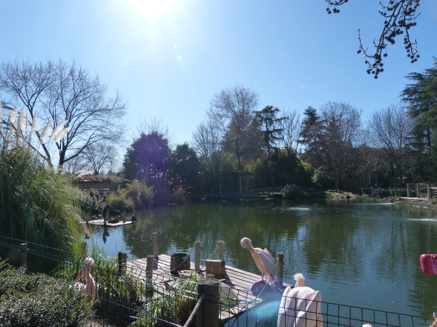 Great white pelican and Eurasian great cormorant exhibit -Faunia (2025)